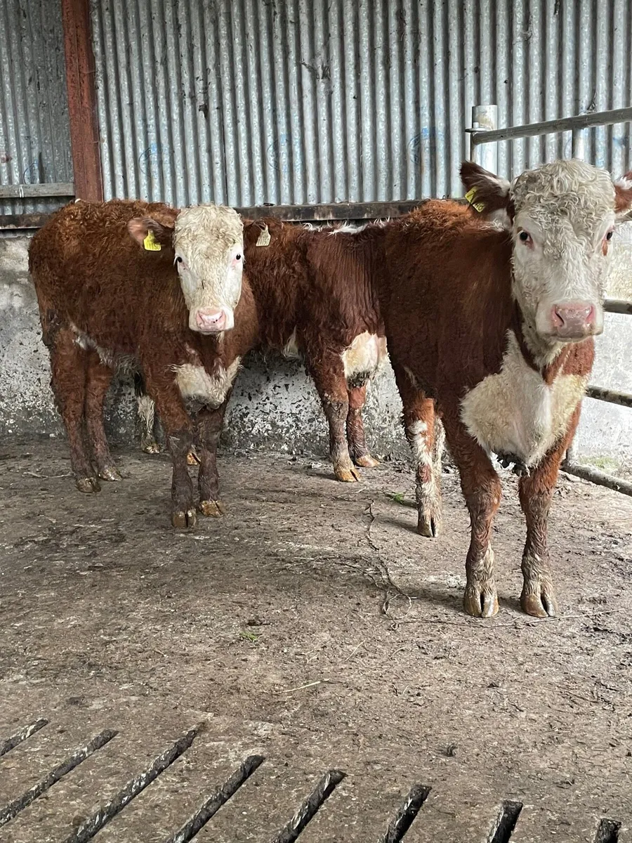 Hereford heifers - Image 2