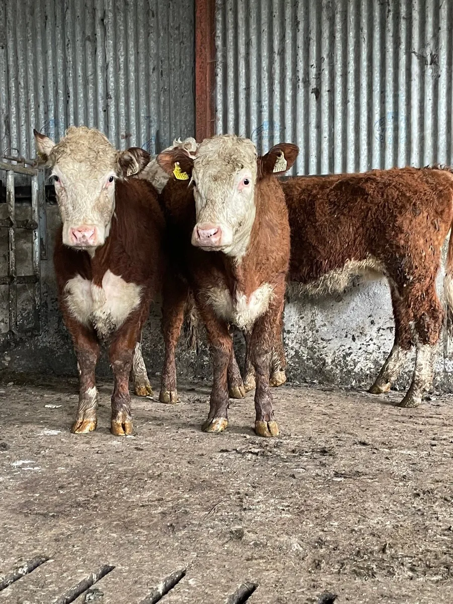 Hereford heifers - Image 1