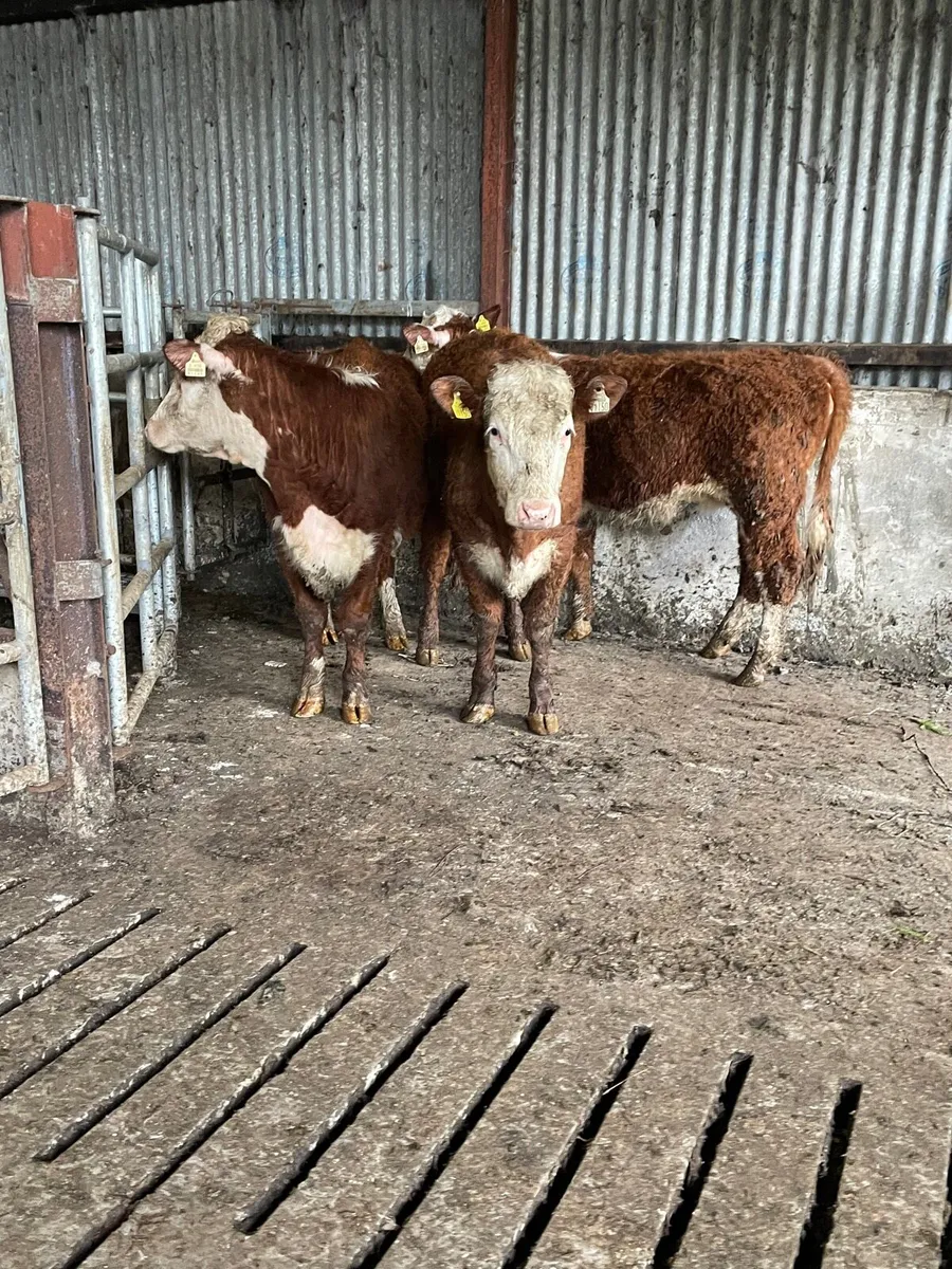 Hereford heifers - Image 3