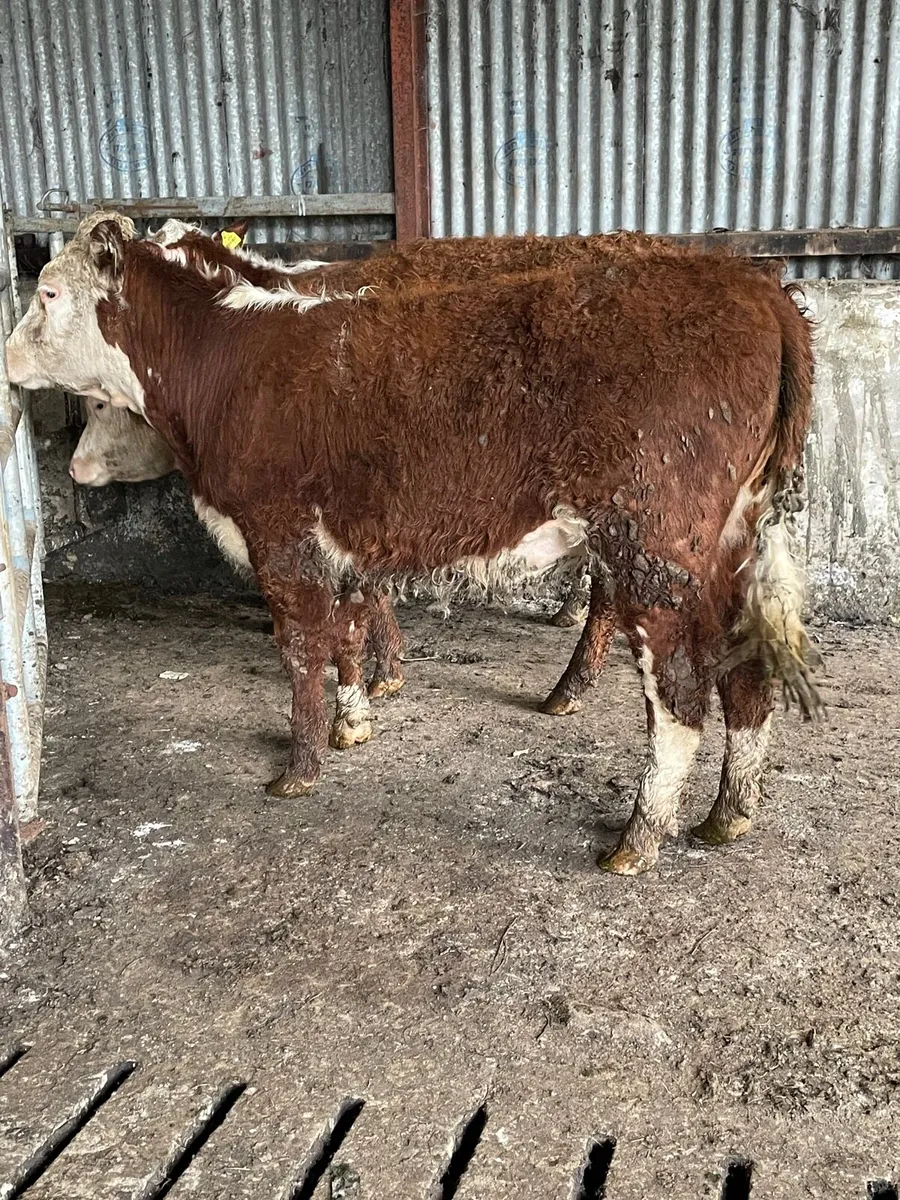 Hereford heifers - Image 4