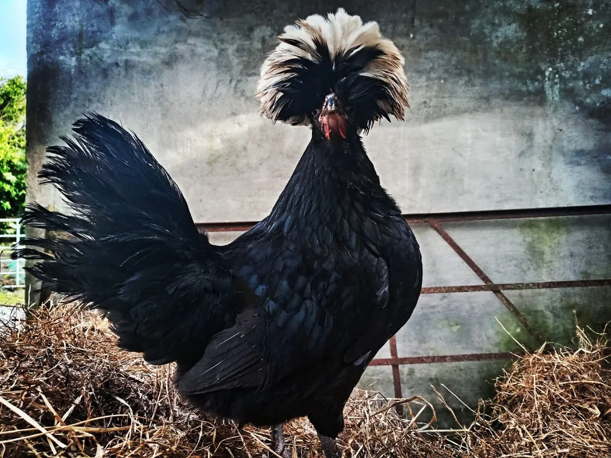 Polish Bantam - Image 1