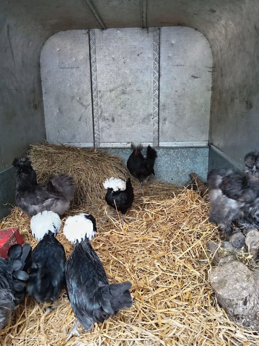 Polish Bantam - Image 2