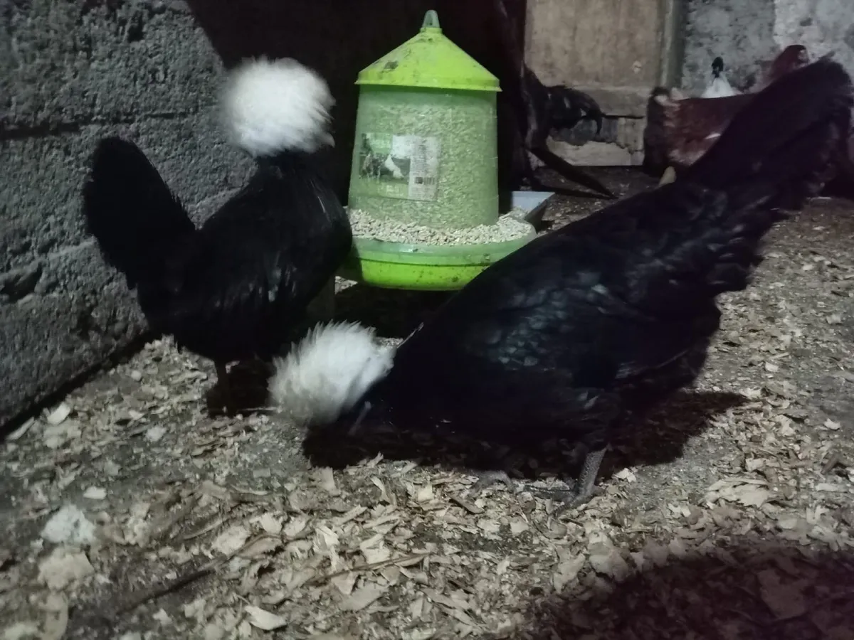 Polish Bantam - Image 3