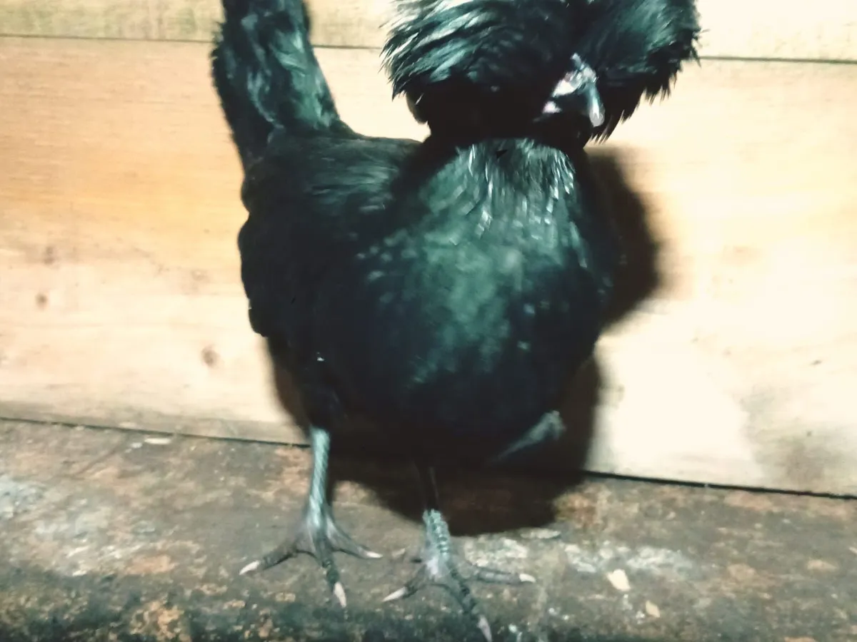 Polish Bantam - Image 4