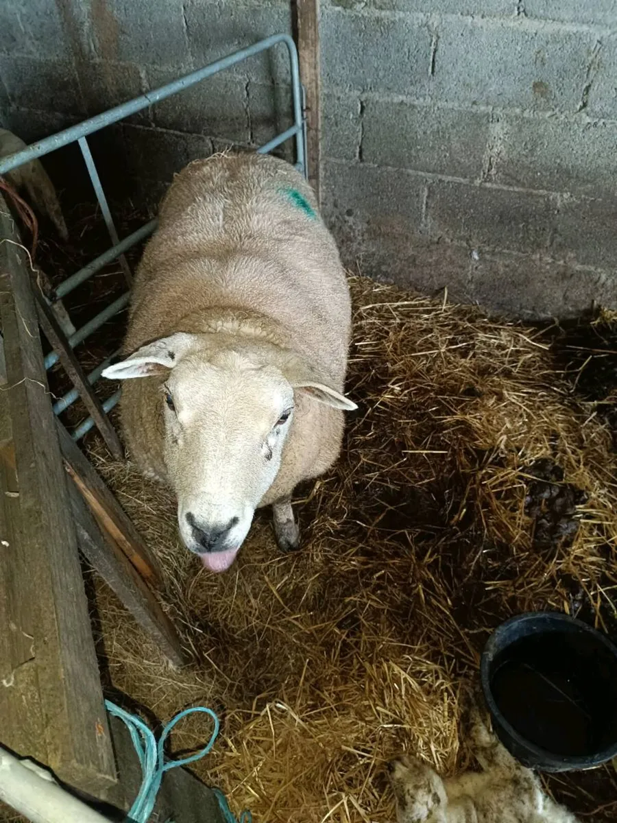 Foster ewe - Image 1