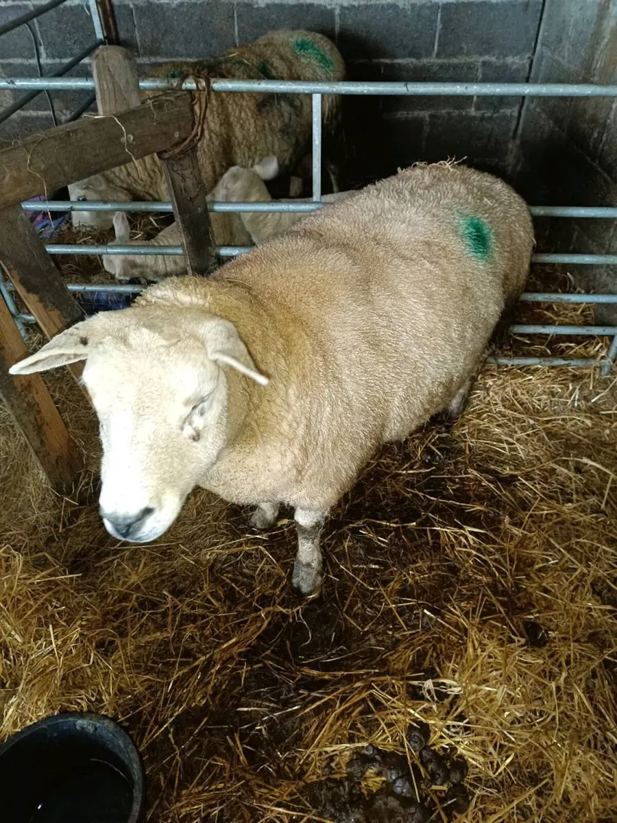 Foster ewe - Image 2