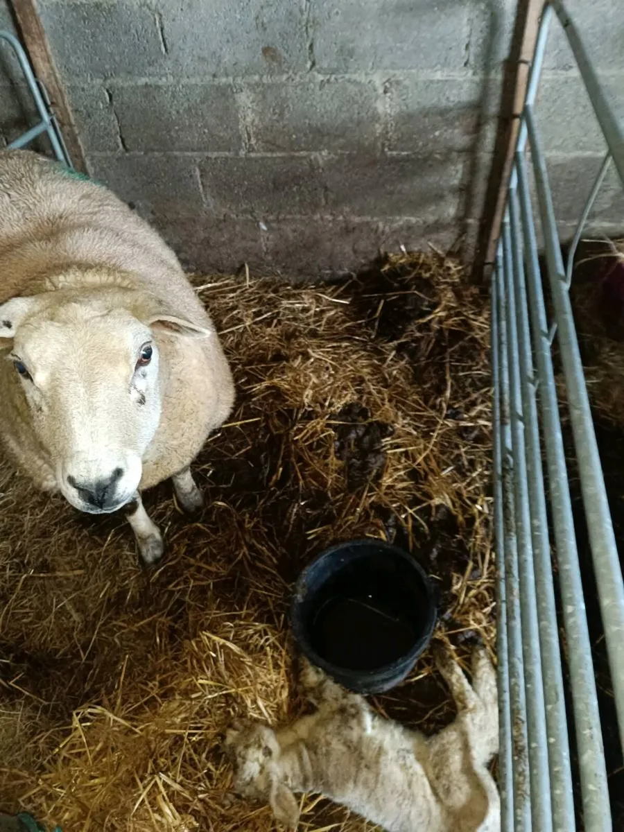 Foster ewe - Image 3