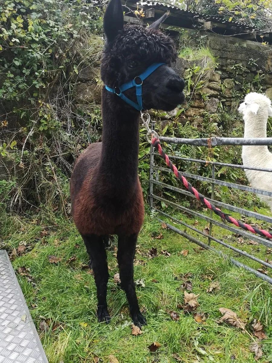 3 pet Alpacas - Image 1
