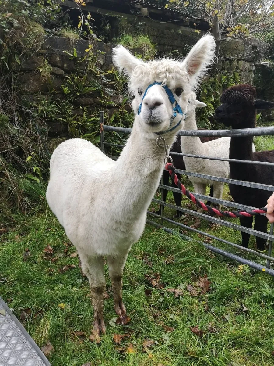 3 pet Alpacas - Image 3