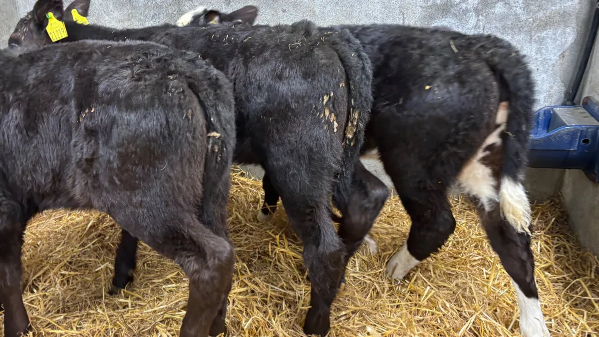 3 Strong Once A Day Heifer Calves - Image 3