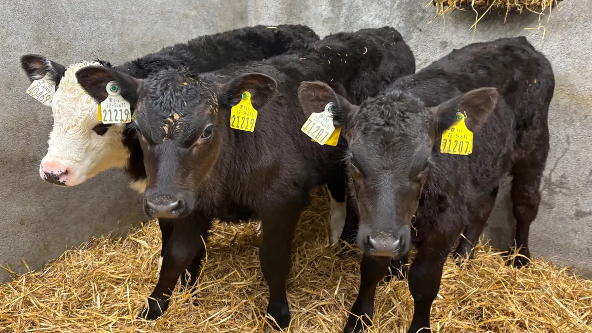3 Strong Once A Day Heifer Calves - Image 1