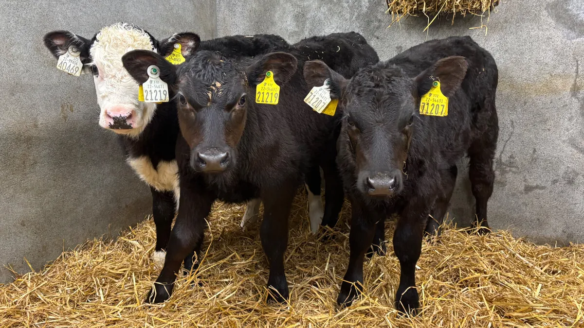 3 Strong Once A Day Heifer Calves - Image 4