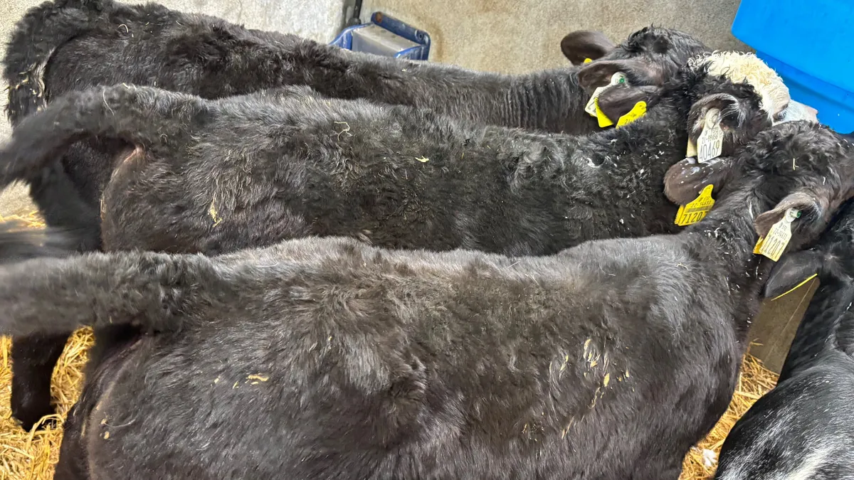 3 Strong Once A Day Heifer Calves - Image 2