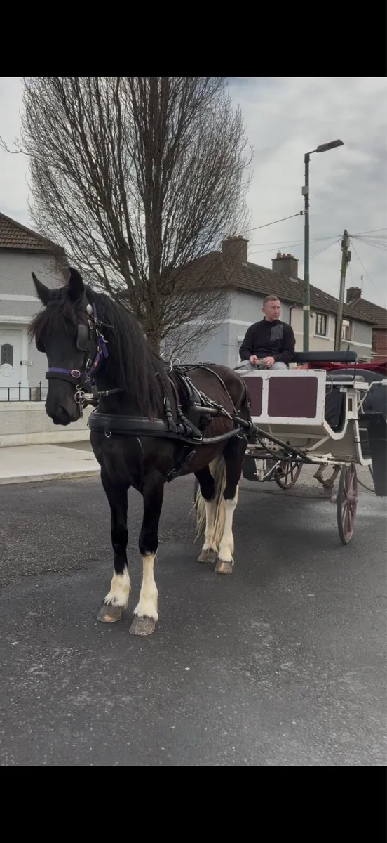 Half bred gelding - Image 1