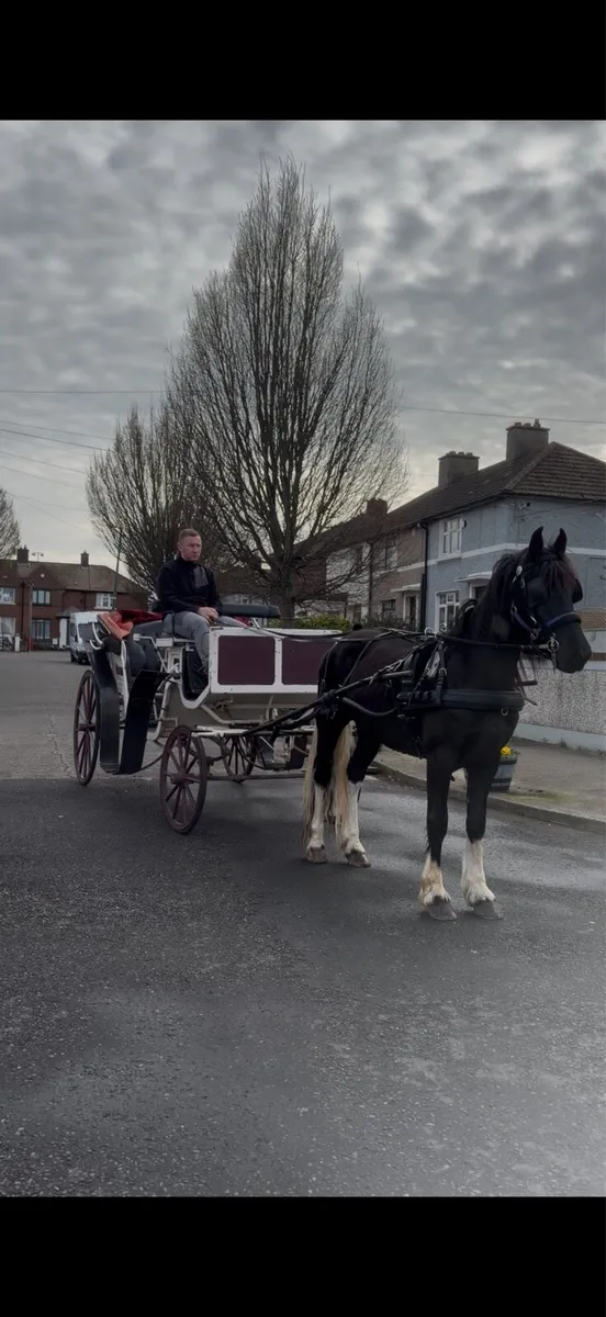 Half bred gelding - Image 2