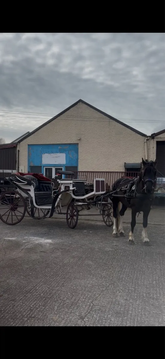 Half bred gelding - Image 3