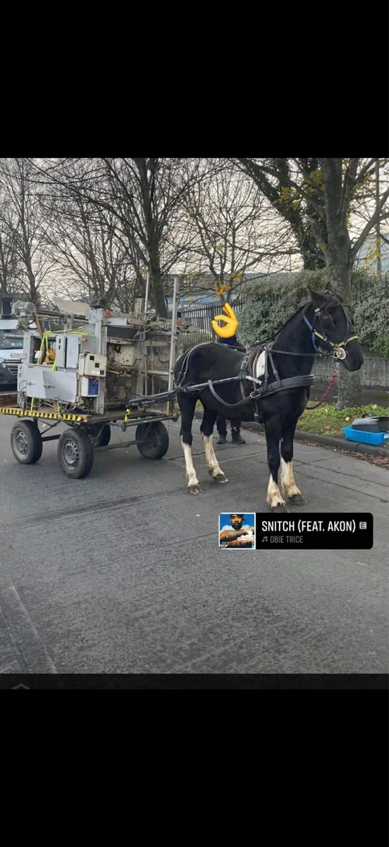 Half bred gelding - Image 4