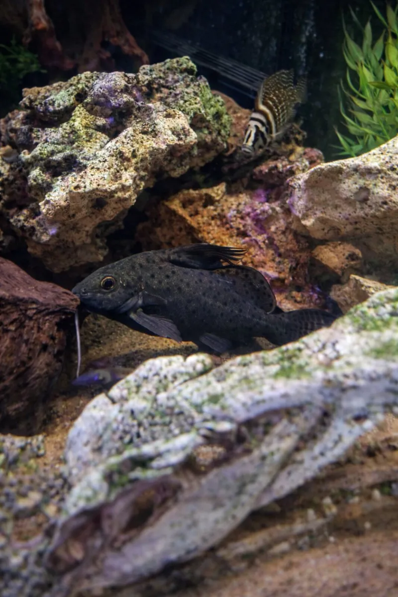 Geophagus Tapajos and Synodontis Featherfin - Image 3