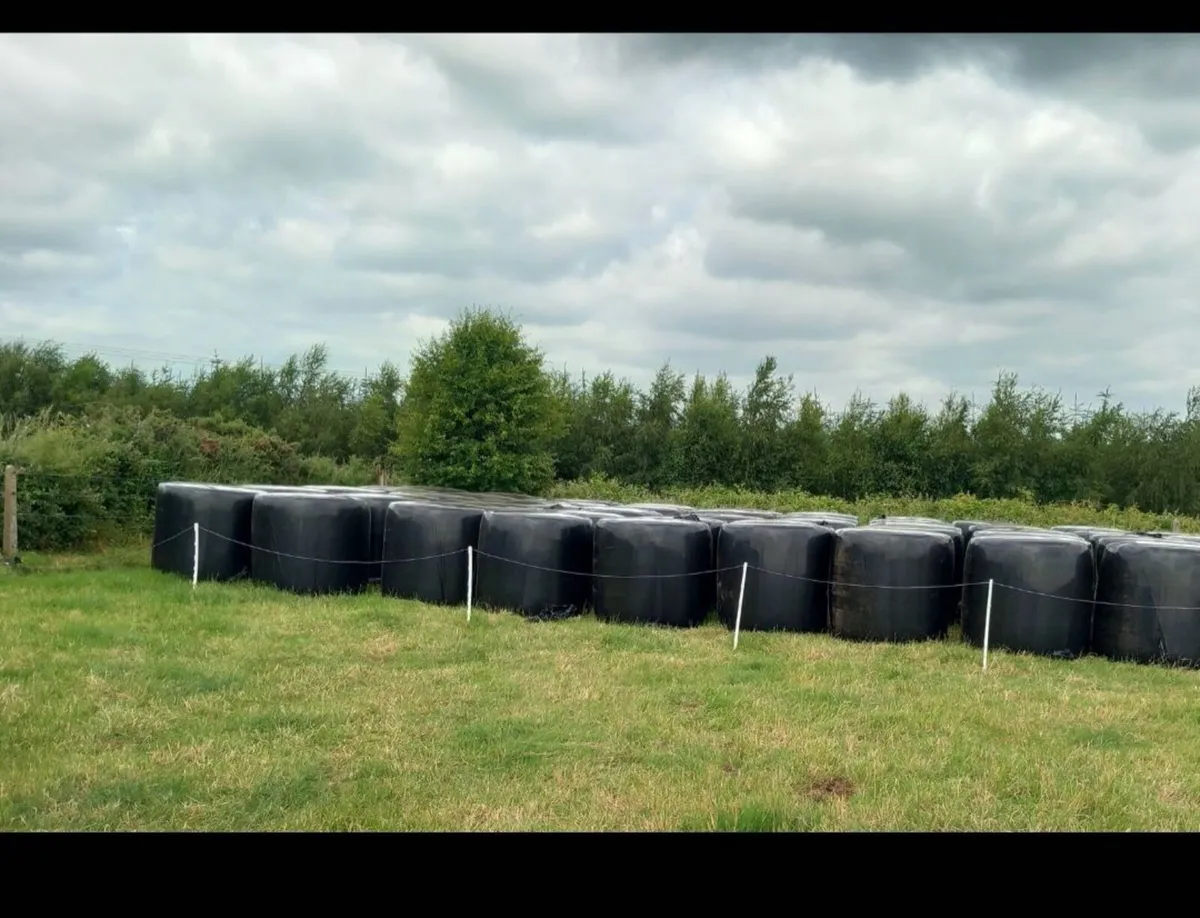 Top quality horse haylage - Image 2