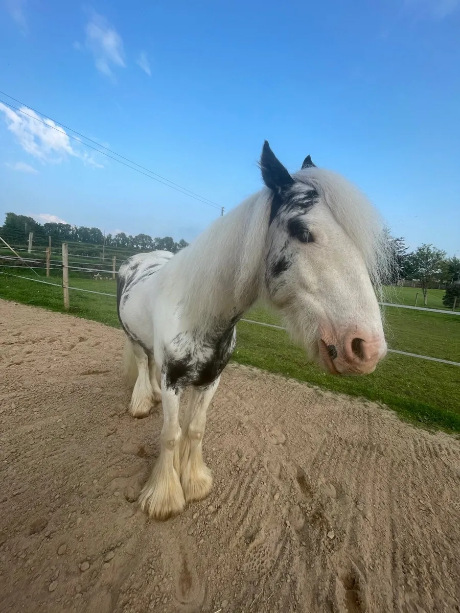 Child pony/ lead rain - Image 2
