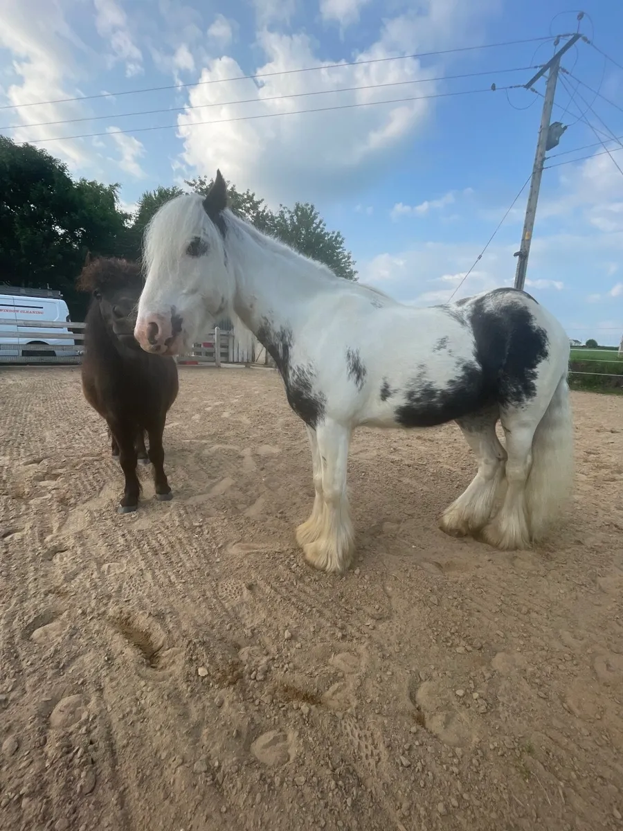 Child pony/ lead rain - Image 3