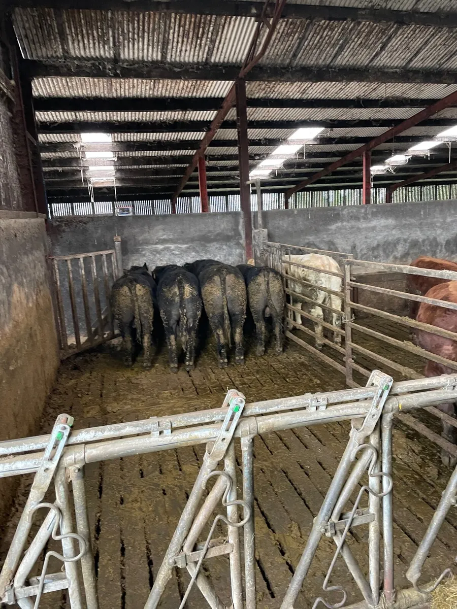 Aberdeen angus bulls - Image 3