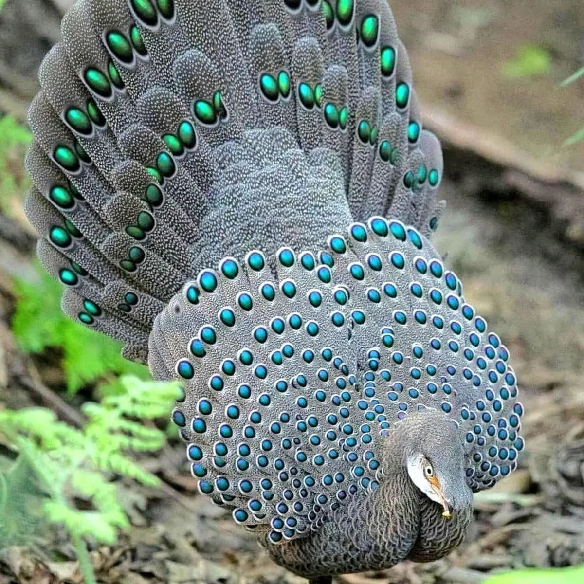Grey peacock pheasant wanted!