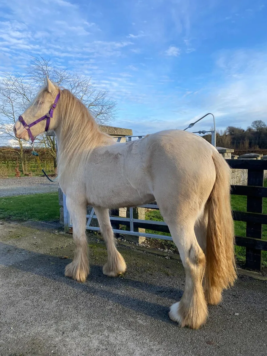 Cremello 2 year old filly - Image 1