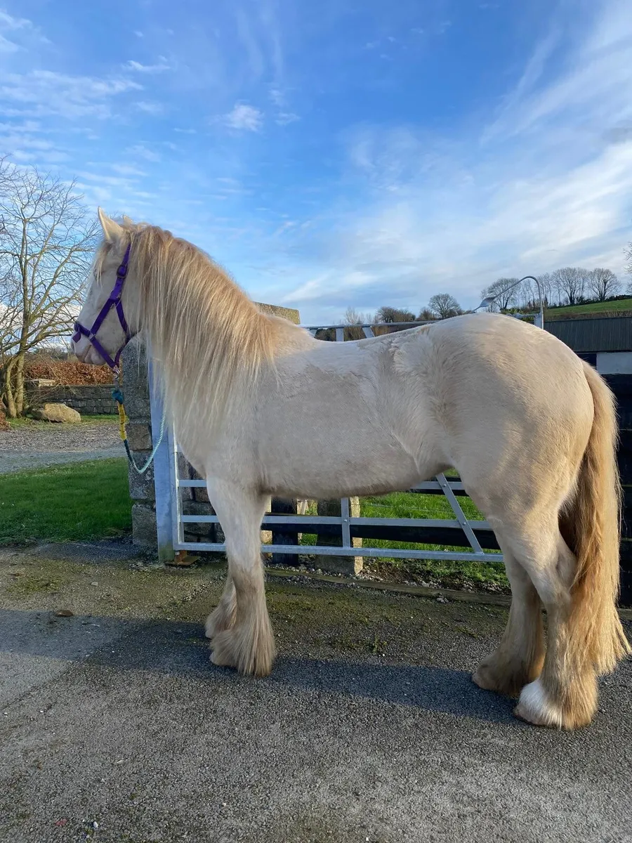 Cremello 2 year old filly - Image 3