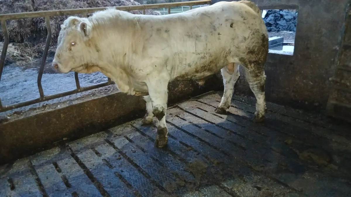 Charolais bull - Image 1