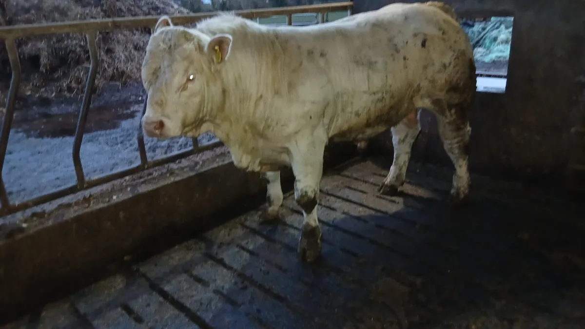 Charolais bull - Image 2