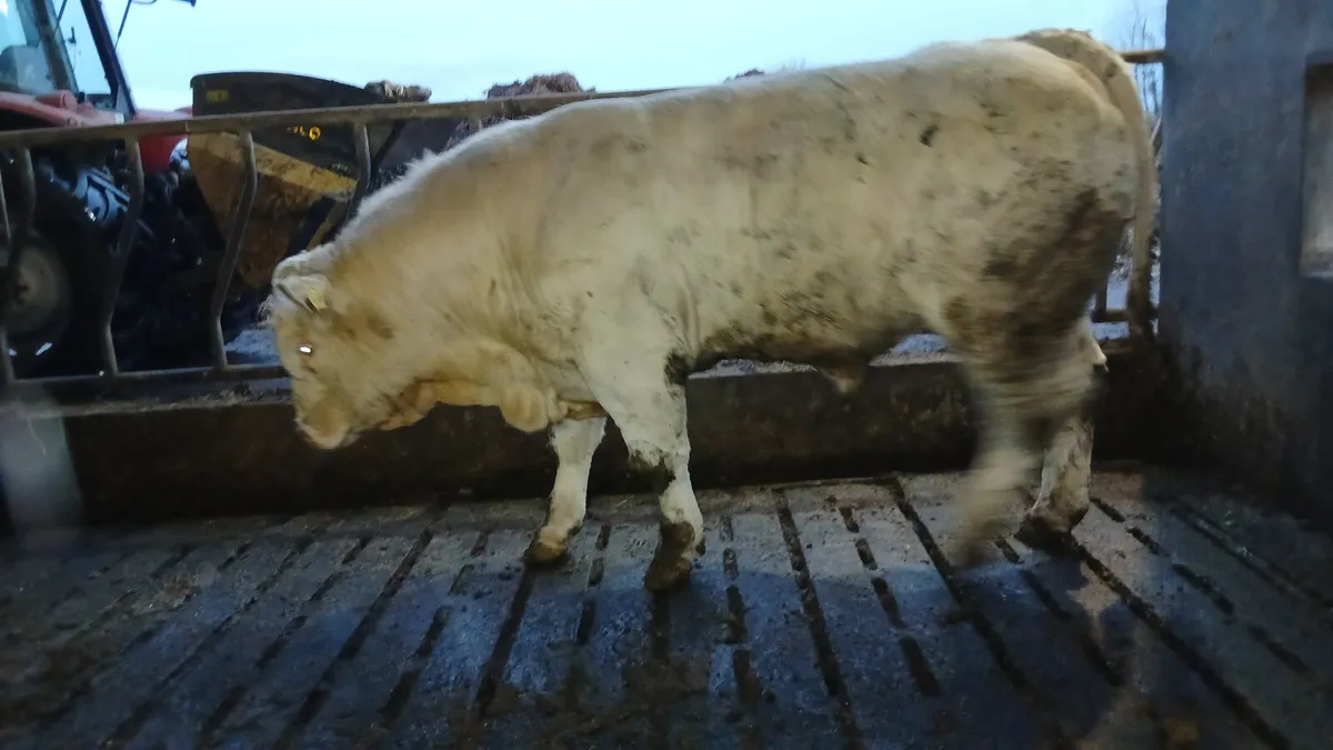 Charolais bull - Image 3