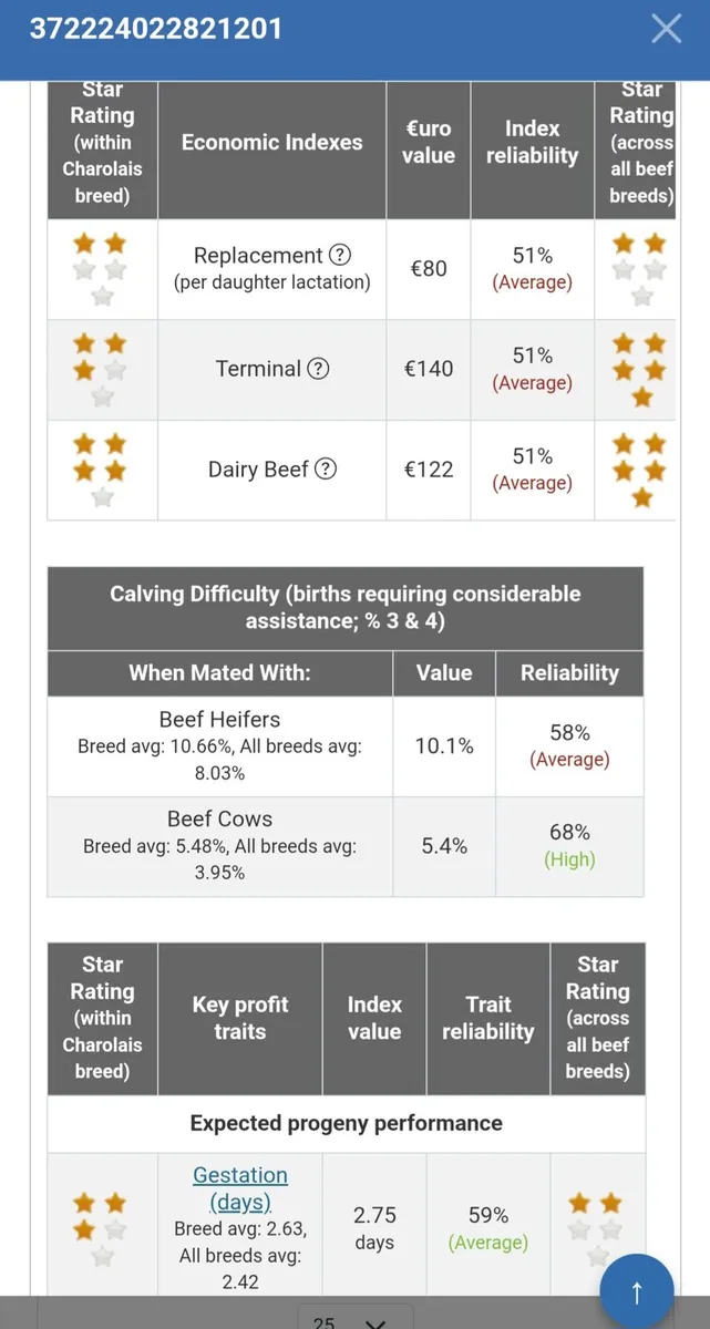Charolais bull - Image 4