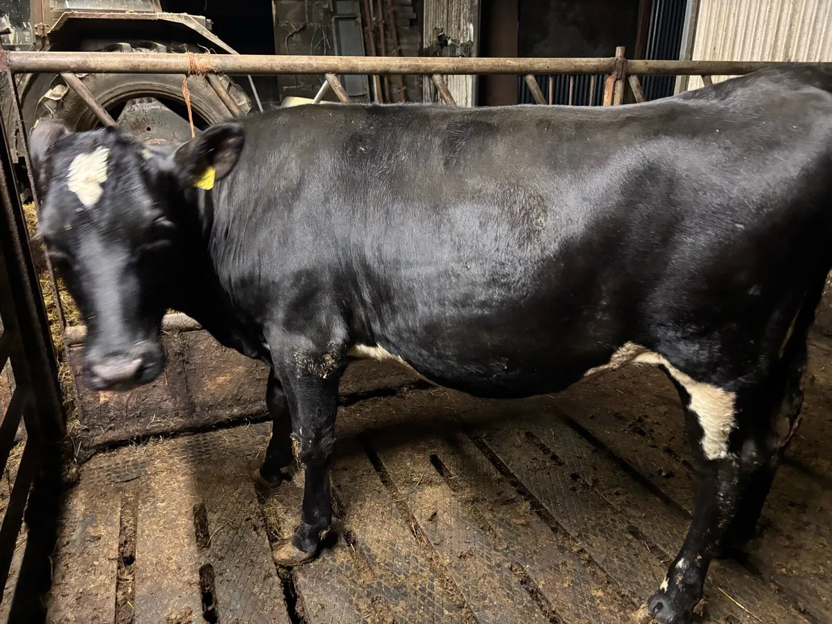 Friesian heifer - Image 2