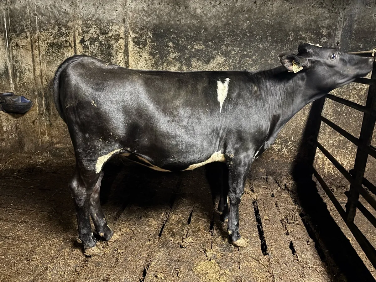 Friesian heifer - Image 1