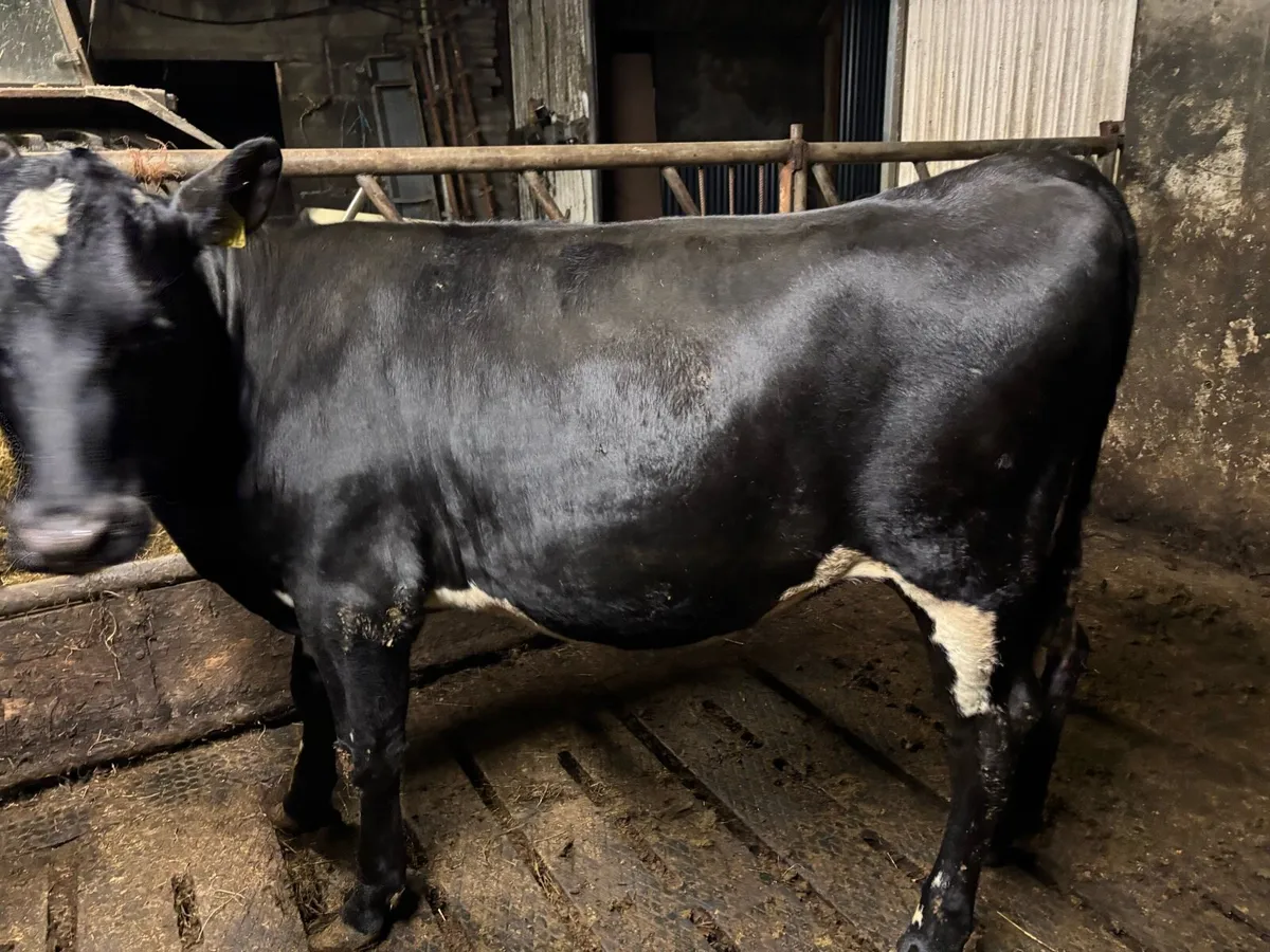 Friesian heifer - Image 3