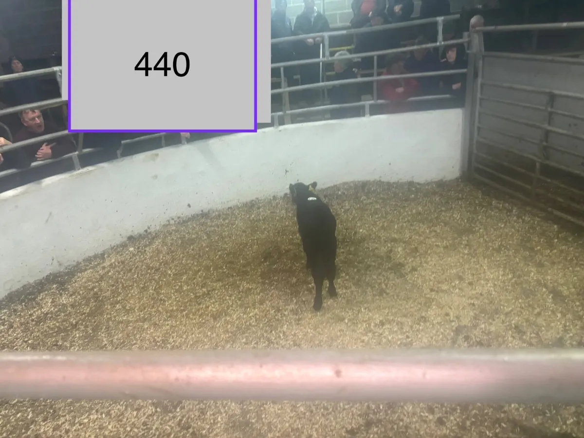 ⚠️🐂⚠️ORGANIC SALE  CLONES  MART⚠️🐂⚠️ - Image 1