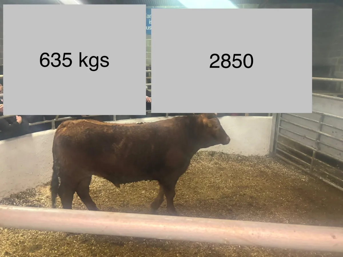 ⚠️🐂⚠️ORGANIC SALE  CLONES  MART⚠️🐂⚠️ - Image 3