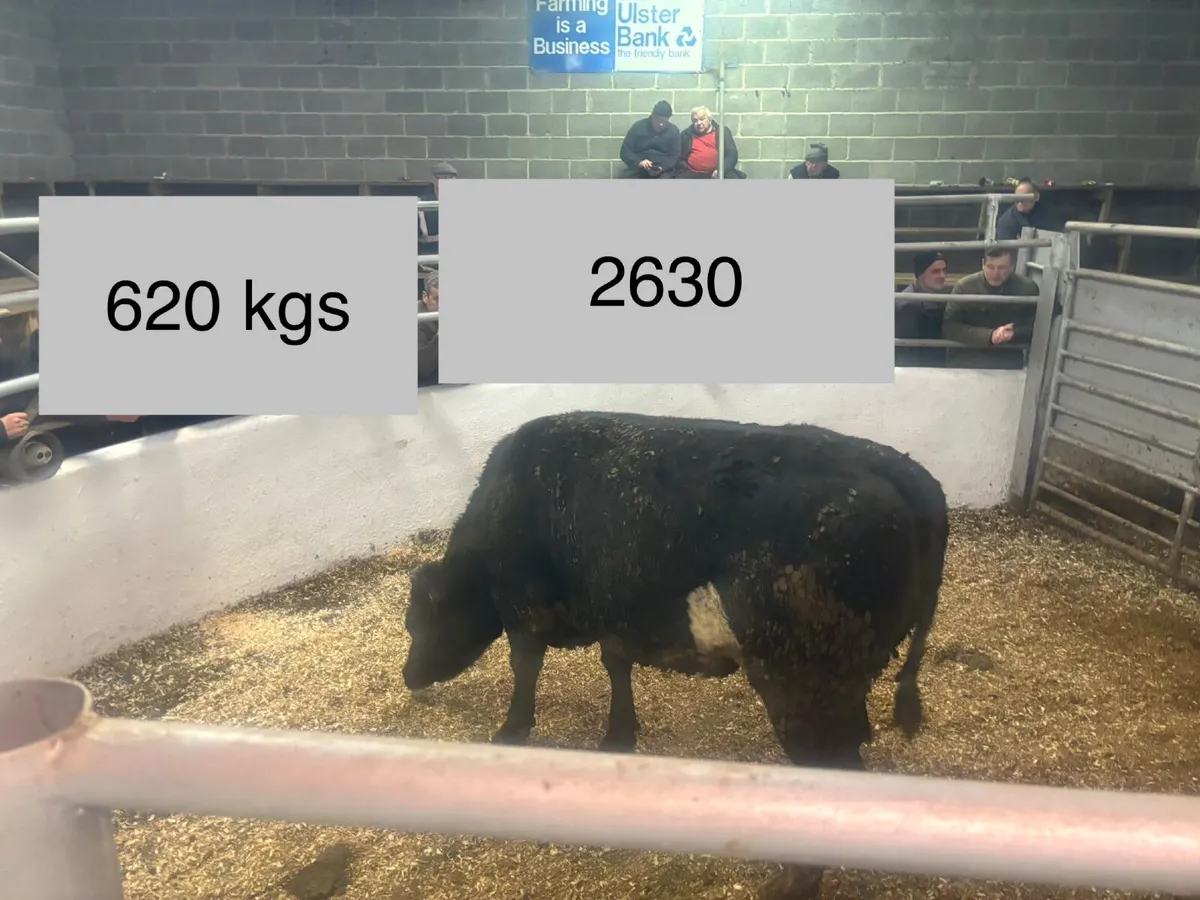 ⚠️🐂⚠️ORGANIC SALE  CLONES  MART⚠️🐂⚠️ - Image 4