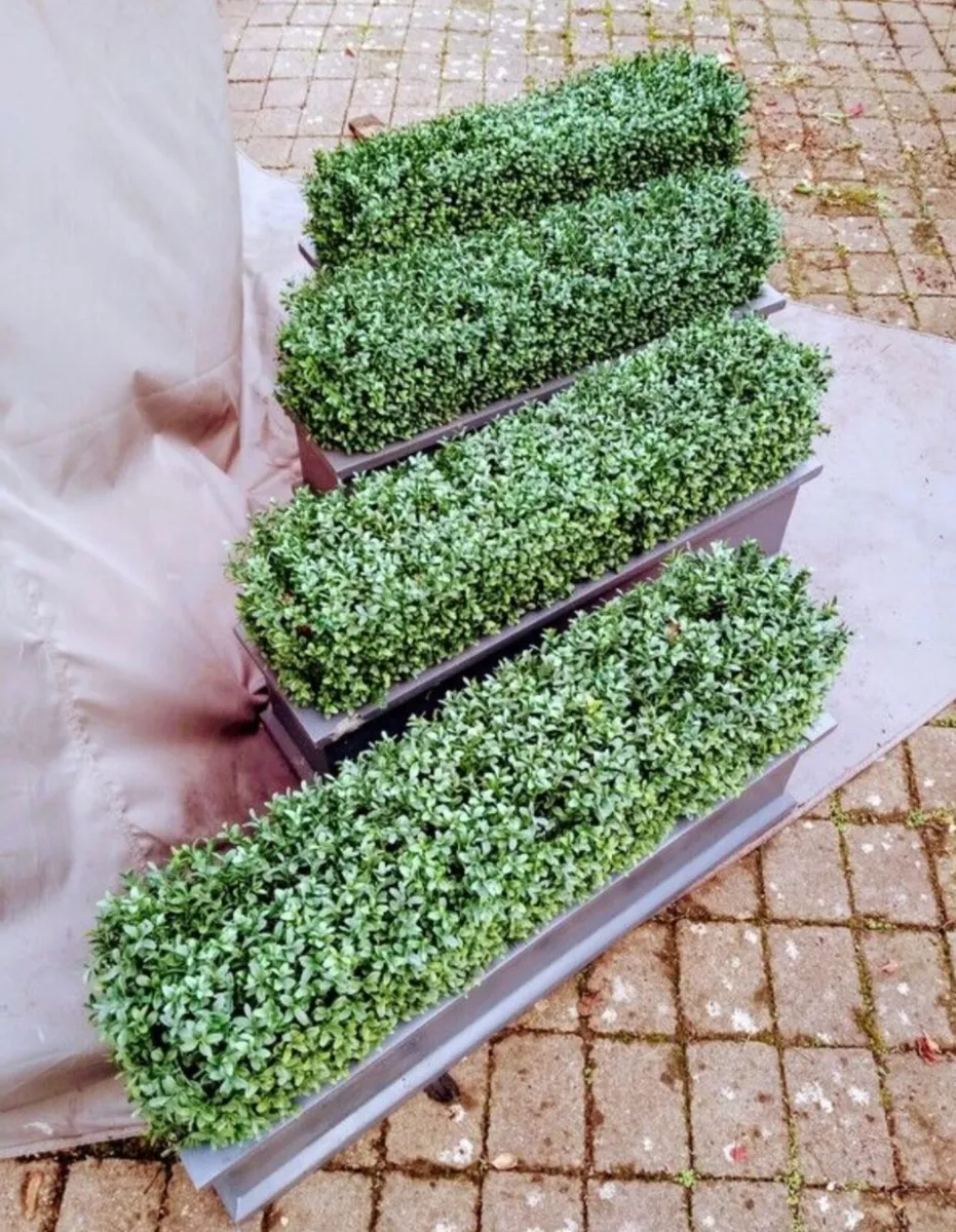 Artificial Boxwood Planters - Image 3