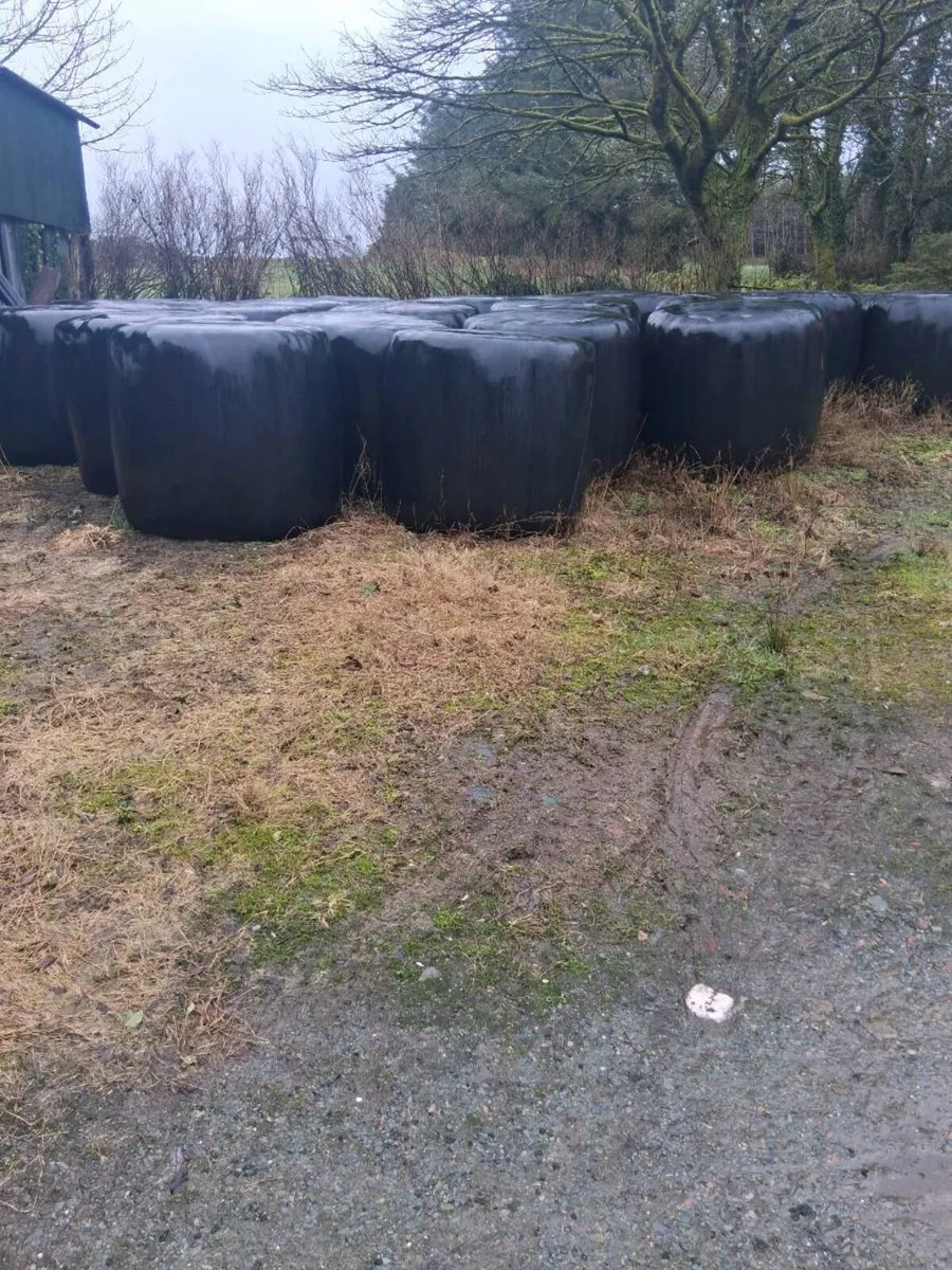 Bales of silage