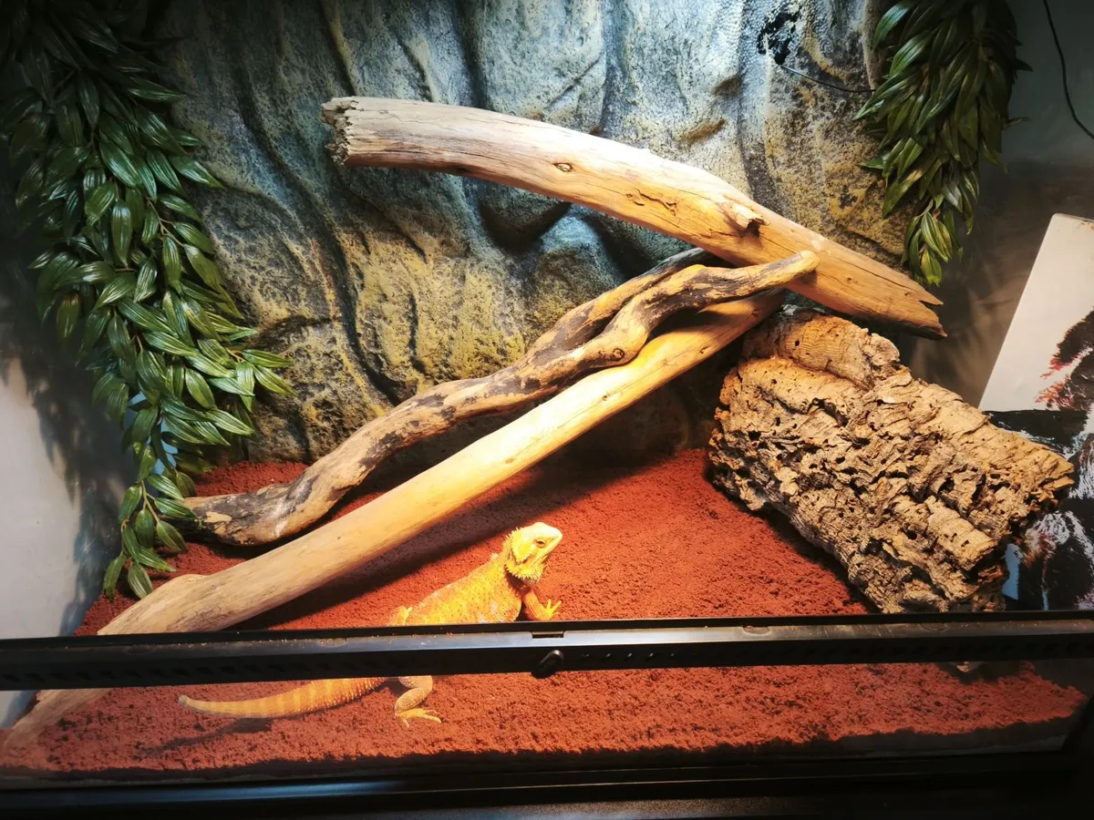 Tangerine Bearded dragon and enclosure - Image 2