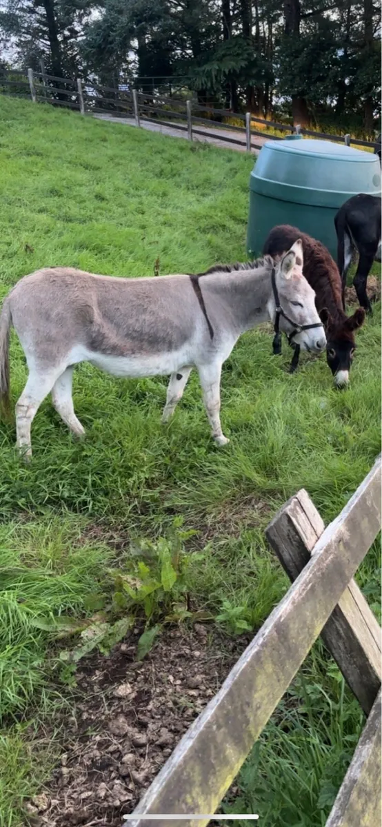 Mare donkey - Image 1