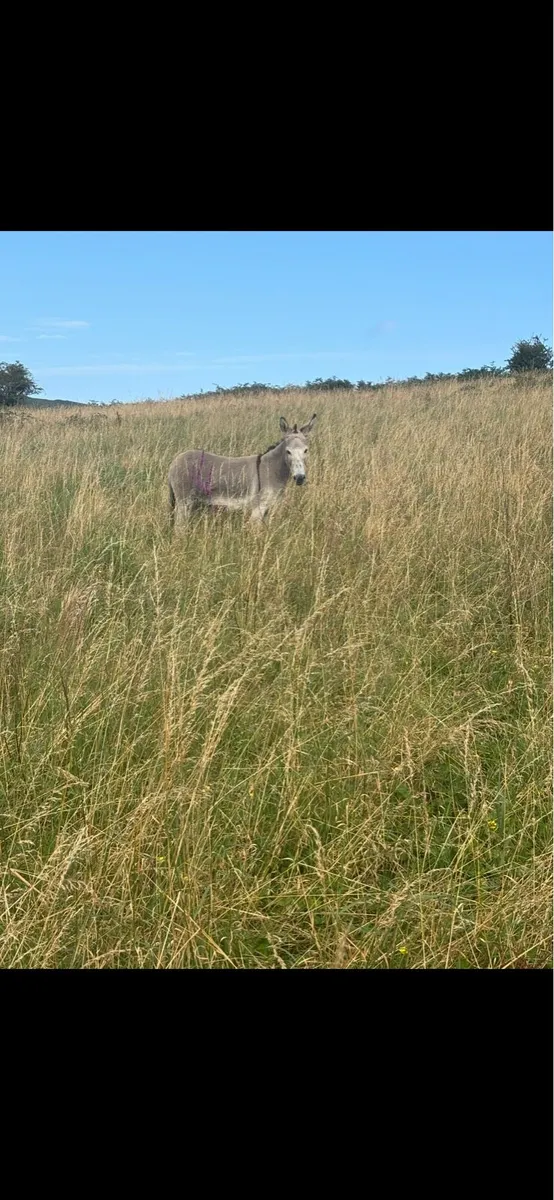 Mare donkey - Image 2