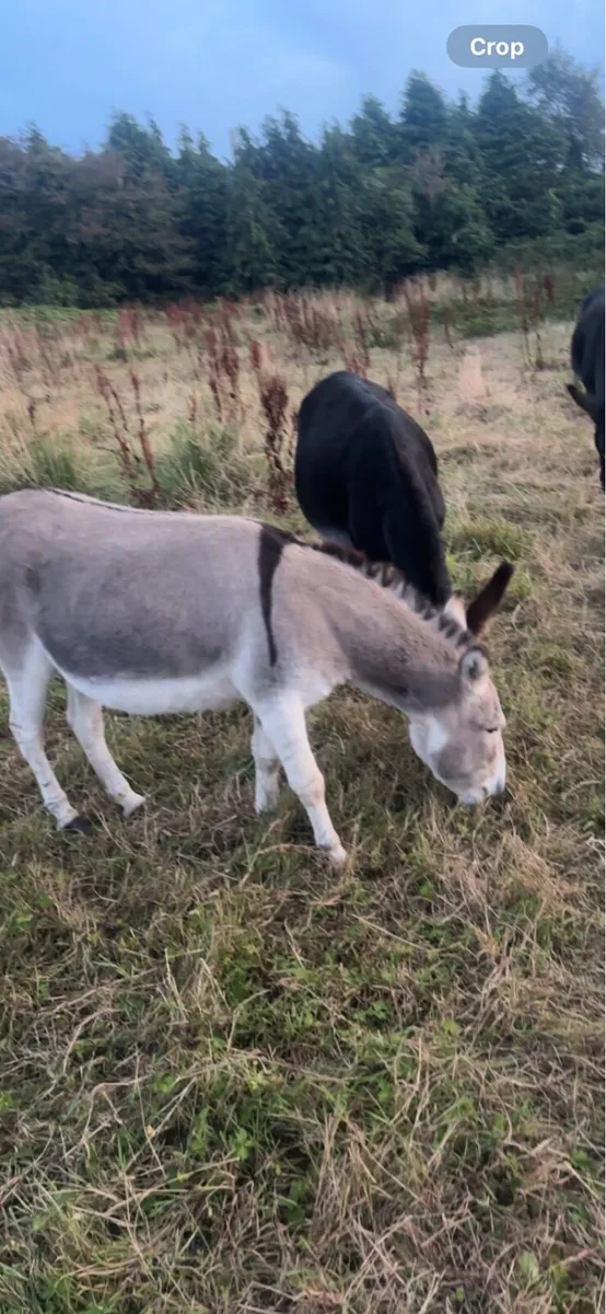 Mare donkey - Image 3