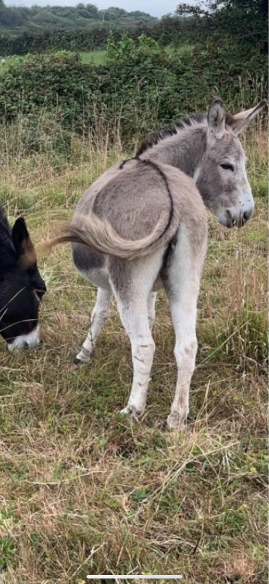 Mare donkey - Image 4