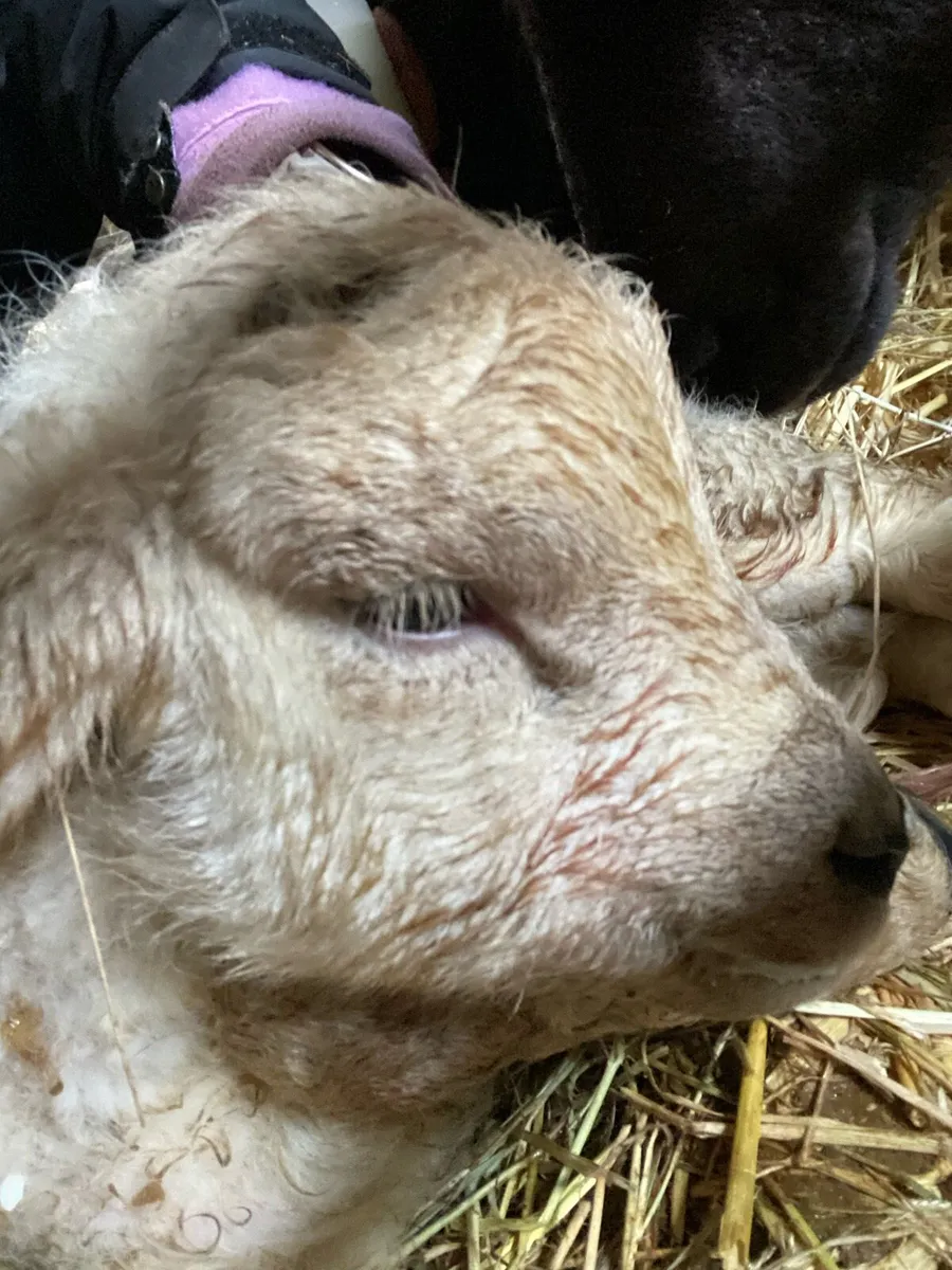 3 texel cross pet lambs - Image 3