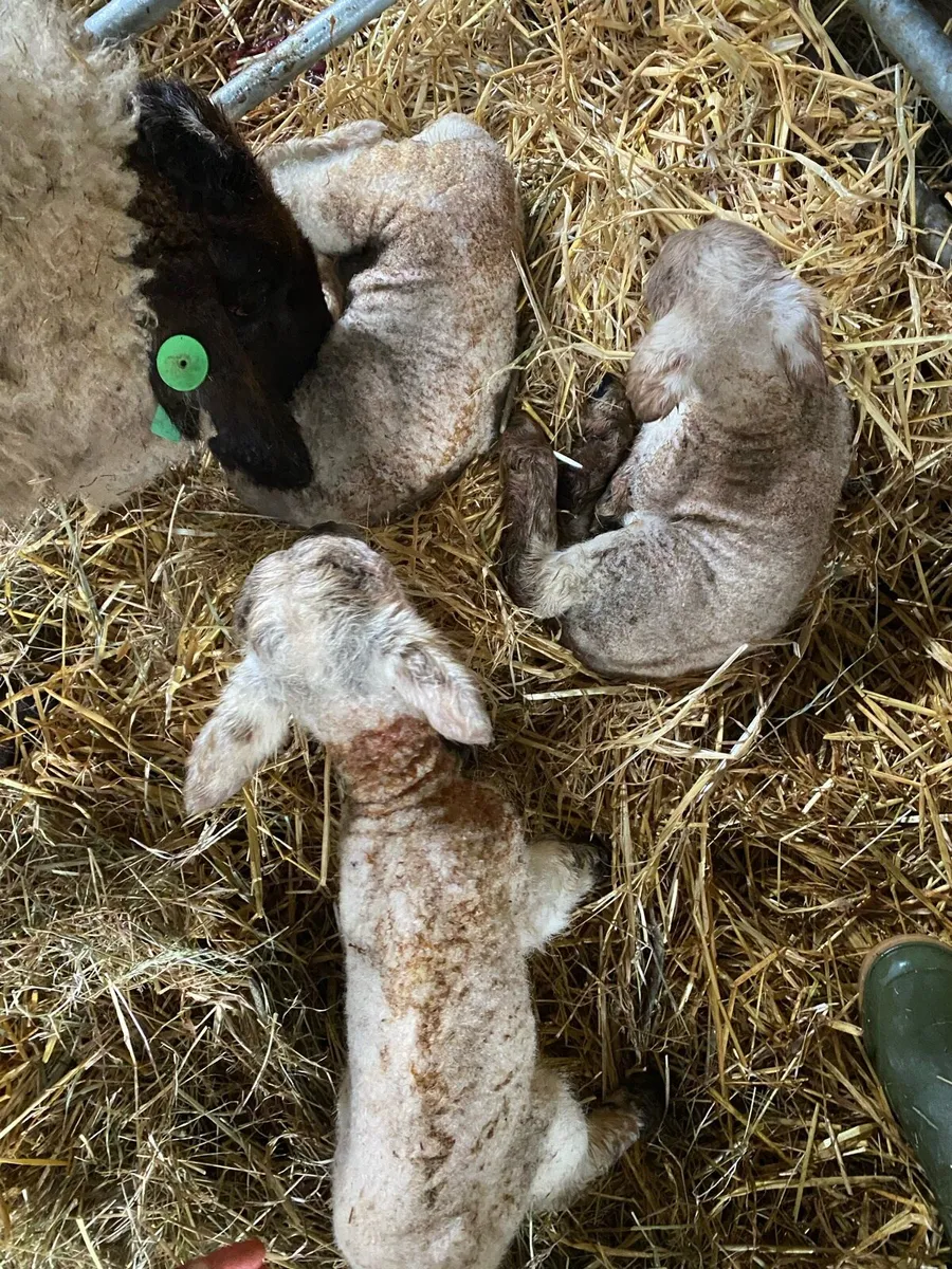 3 texel cross pet lambs - Image 2