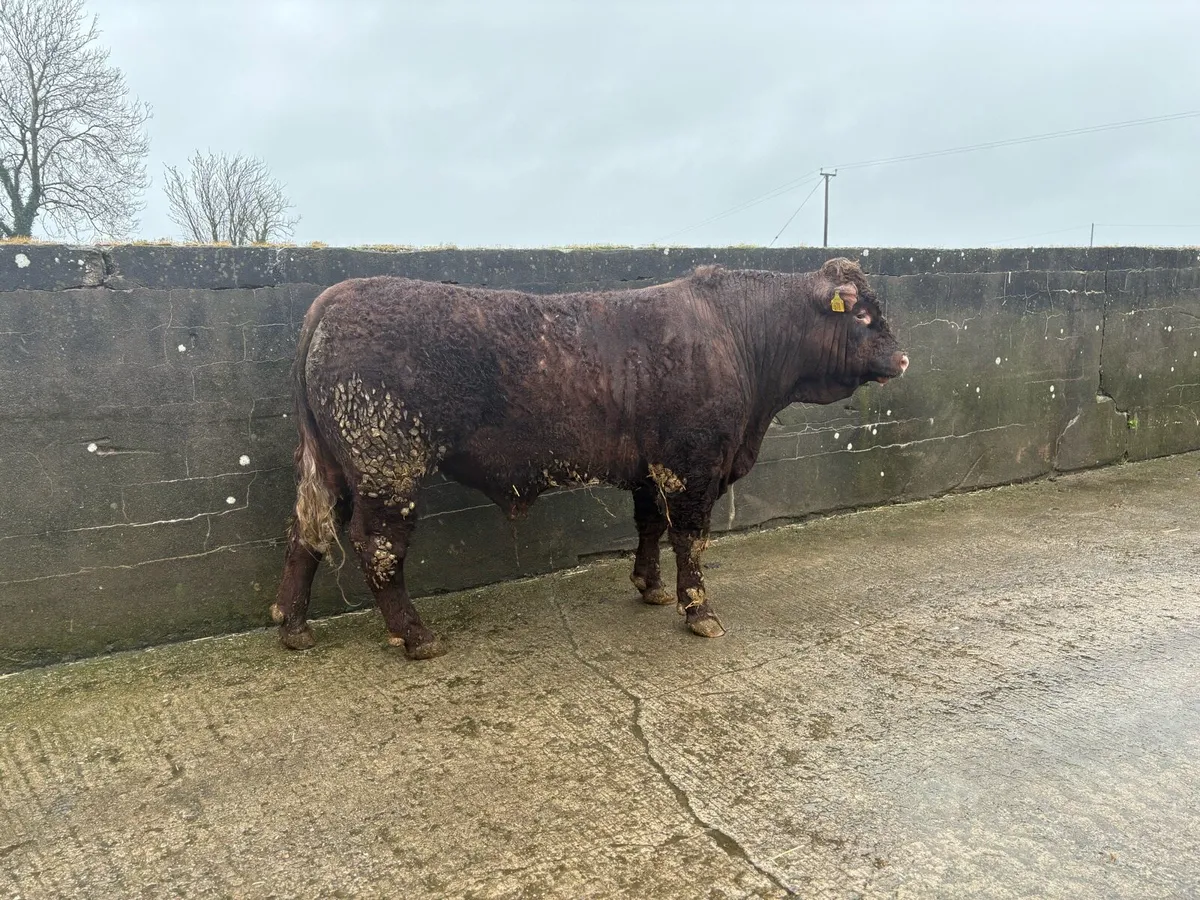 Salers Bulls - Image 1