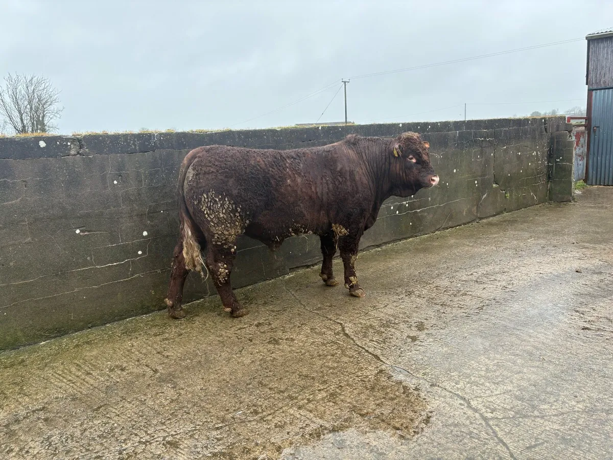 Salers Bulls - Image 3